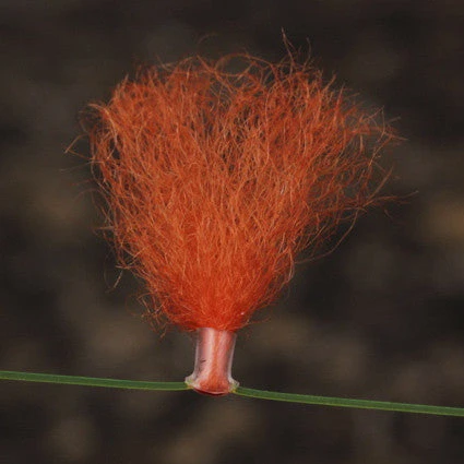 Orvis New Zealand Strike Indicator 5 Orvis New Zealand Strike Indicator