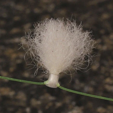 Orvis New Zealand Strike Indicator 6 Orvis New Zealand Strike Indicator