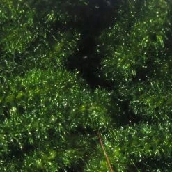 Hareline Trilobal Antron Chenille Medium 45 Hareline Trilobal Antron Chenille Medium